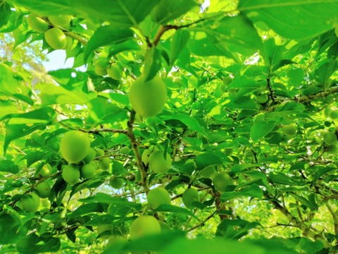 爽やかな酸味と香り　青梅２kg【自然栽培】