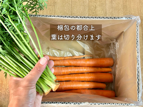 信州産｜甘い葉付きカラー人参