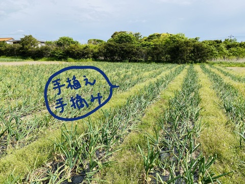 やみつき!【白子たまねぎ】小玉と中玉混ざり 9.5kg