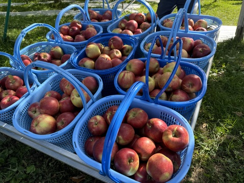 クセになる酸味　お菓子作りに良し、生食でも良し　青森県産　紅玉(こうぎょく)　家庭用　約３キロ　限定再販売