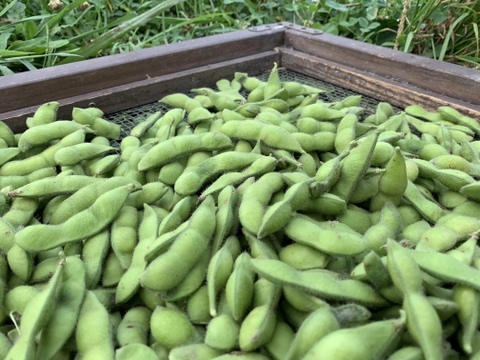 【自然栽培】枝豆(茶豆) サヤのみ１kg★農薬・肥料不使用｜茶大豆えだまめ