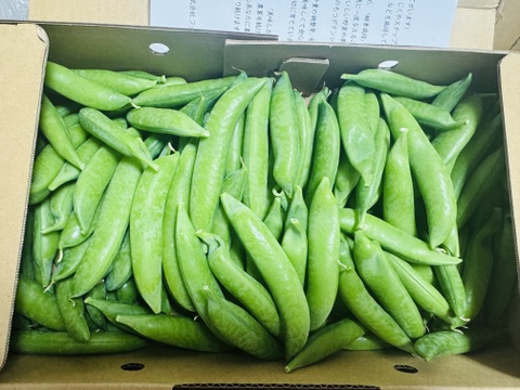 『プレミアムおのんすなっぷえんどう』＼日本一のスナップ❗️／甘シャキッ1kg