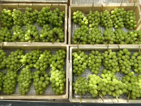 【シャインマスカット】山梨県笛吹市産！
約2kg（超特大1kg2房入り）🍇