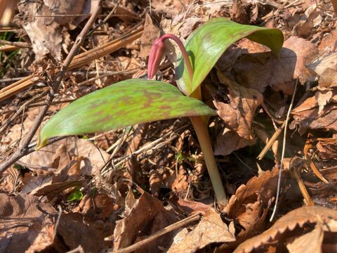 希少な山菜！春の女神 カタクリ ２００ｇ