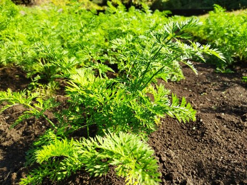 【お得】黒田五寸人参B品〈農薬等、肥料も不使用栽培〉5キロ