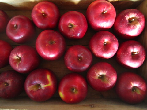 少し訳あり樹上完熟紅玉 総重量 約4kg前後 青森県 南部地方産 自家りんご農園生産直送品！