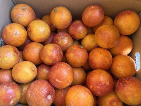 【訳あり】ブラッドオレンジ　モロ　3kg