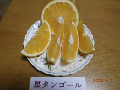 初夏の味覚３種「食べ比べ」甘夏・黄金柑・星タンゴール　　　約5.0㎏