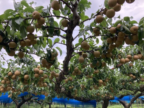 糖度13度以上！完熟の『豊水梨』約3kg（6-8個）