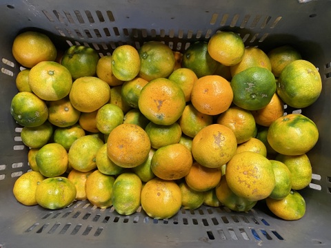 【１１月１８日～２３日収穫】見た目は悪いが味は良い。【選果落ち】早生ミカン１０kg。サンプル糖度9.6～11.2度