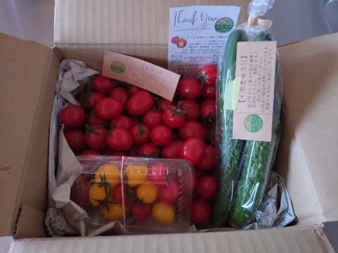 ただ今、旬真っ只中！子供に大人気♪ミニトマト【まゆか】１㌔箱