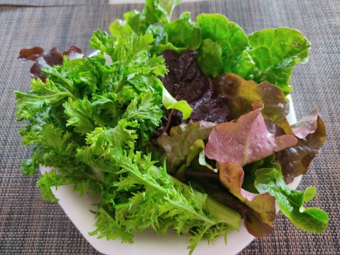 ✨そのまま食べて美味しいサラダセット（たっぷり約1200g：わさびリーフ約600g+ミックスレタス約600g）農薬・化成肥料不使用✨