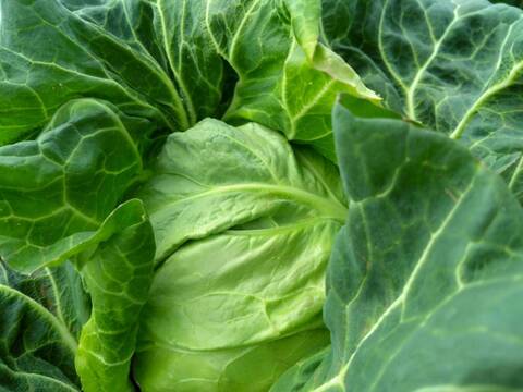 【日テレ出演で話題】💡名門が育てた箱入り娘“芯まで甘い初恋の味”『令嬢初恋キャベツ』400年の伝統土壌🥬お試し1玉約1キロ