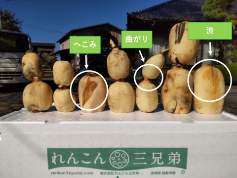 石井食品おまけ付【規格外】夏れんこん2kg  ★冷蔵便でシャキ旨直送  たっぷりで家計応援　/ 蓮根 / レンコン