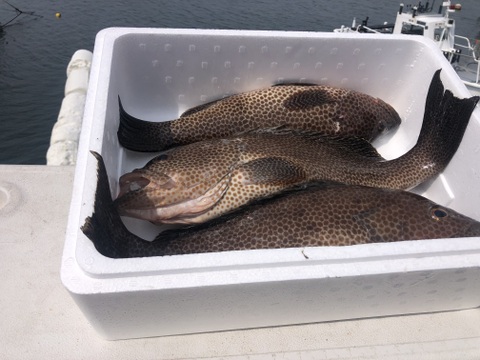 【活き締め】刺身用オオモンハタ大型3匹。2.5〜3kg （船上出品）　
刺身　ハタ　魚