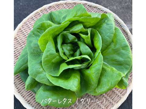 【オーガニック】毎日食べたい ☆ リーフレタス 6袋（オークレタス、バターレタス、ロメインレタス、フリルレタス）
