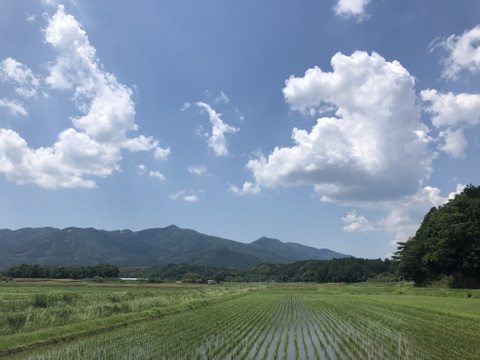 シャインマスカット　650g以上　(1房)　【ご贈答品】