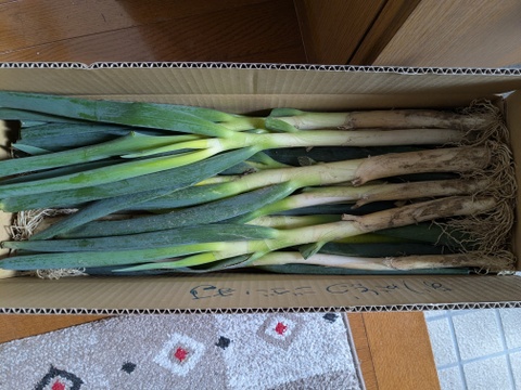 いわたの恵をあなたへ　とれたてを味わえる‼『泥（ど）うまい葱』(３kg)