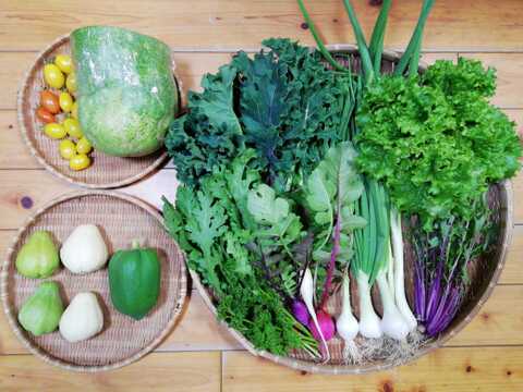 【農薬化学肥料不使用】おまかせ野菜セット【８種類以上の野菜】【金曜日発送】【あわせ買い可】【熨斗(のし)対応可】【８０サイズ箱】