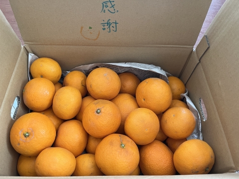 【夜市限定】5kg：濃密な果汁No.1！きよみ清見オレンジ【S～M小玉サイズ】