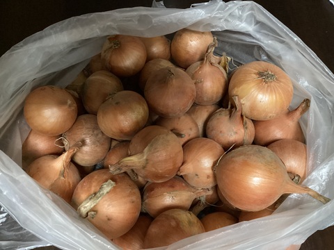 今年は豊作！農園自慢のペコロス（小たまねぎ）　1.8ｋｇ　パチャママ農園