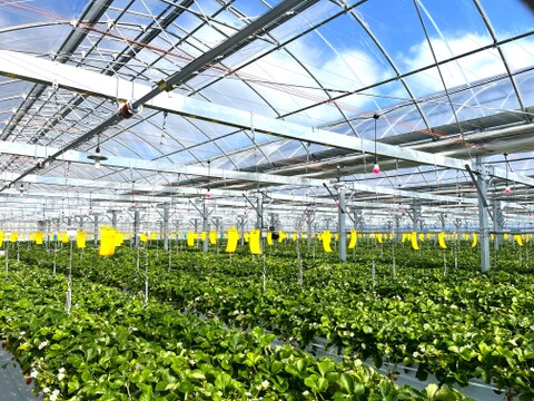 【赤い贅沢いちご】お家でいちご食べ比べ♪800g　佐賀県基山町産