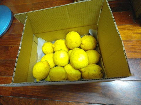 2kg【完熟】【栽培期間中農薬不使用】大崎上島レモン2㎏