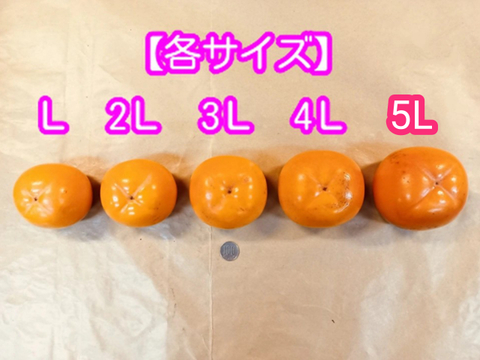 会津みしらず柿（種なし）　約2.5kg 5Lサイズ