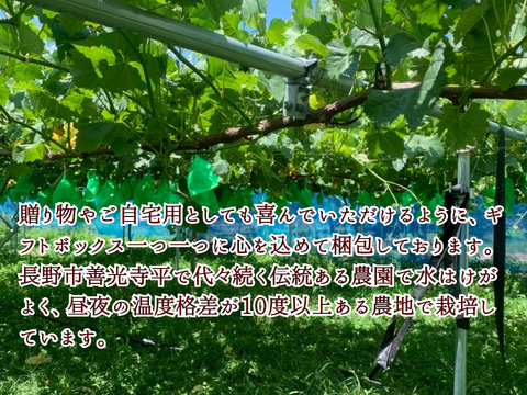 雄宝1.0～1.2kg【信州長野県産ぶどう】※2025年先行予約※　９月上旬より発送開始