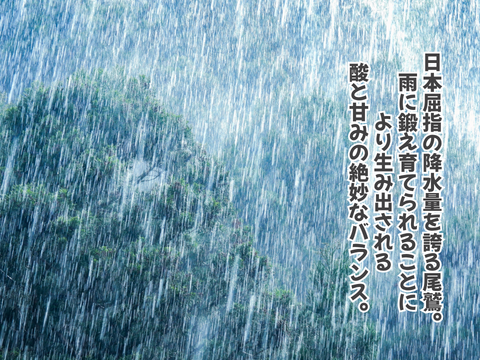 【超熟甘夏 – 雨と太陽と時間が育てた果実】尾鷲甘夏お試し2kg