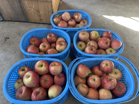 【人気品種】🍎早生ふじ約3キロ🍎8〜12玉《家庭用》ID284719