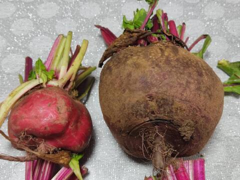 ✨【お試し・訳アリ】農家直送ビーツ2種食べ比べセット✨見た目より味重視の方へ！【土付き直送】約3.8kg（葉なし）｜農薬・化成肥料不使用｜✨