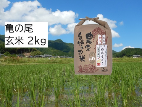 自然栽培のお米『亀の尾』玄米２ｋｇ