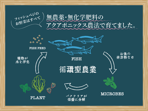 【FISH VEGGIES】カラーほうれん草（スイスチャード） 120g　化学肥料/農薬不使用だから安心して食べられる
