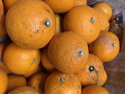 飲む柑橘！？【きよみオレンジ家庭用】春にお勧めの品種