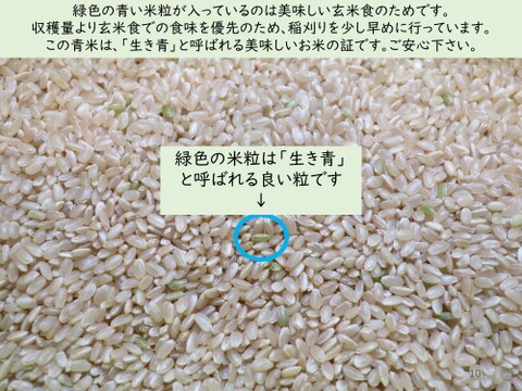 10kg　玄米食に最適！「はるみ」自然栽培米　農薬不使用　玄米 玄米食に最適「品種：はるみ」自然栽培米 10kg：神奈川県産のお