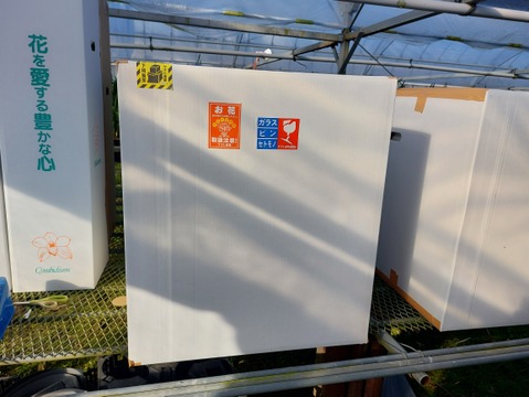 【年末予約用】シンビジウムアーチ仕立て3本立