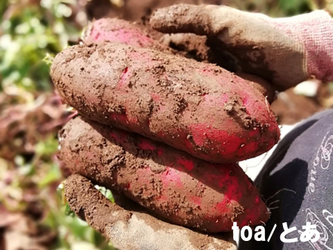 本場鹿児島産の甘～い べにはるか（さつまいも）5kg