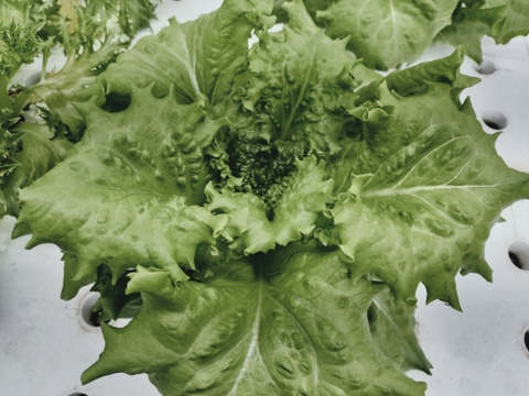 農薬、化学肥料不使用　子供も食べやすいバタビアレタス