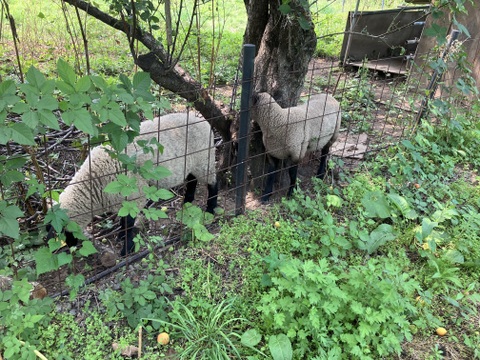 自然栽培♪ 生梅小さめ2kg