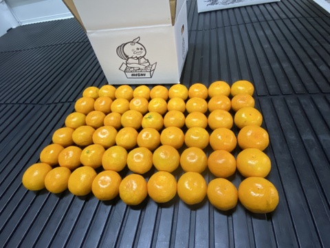 見た目は赤ちゃんサイズ👶でも味は濃厚！西果樹園【超小玉みかん】３キロ