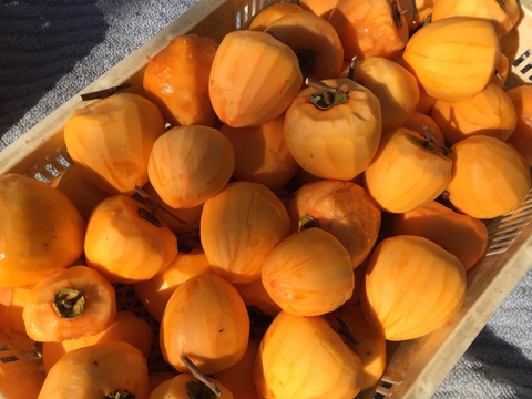 求む！干し柿チャレンジャー【甲州百匁柿10個+あんぽ柿２ケ】干し紐・ガイド付き（受付11月25日迄）