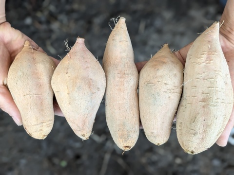 ★希少価値★【宮崎県産🍠さつまいも🍠】『霧島むつき』6kg🍠身体に優しく、美味しいさつま芋🍠