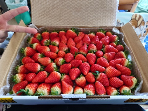 生の風味をお届け。気にしない方限定🍓バラ詰苺BOX（約1000g）大きさ形が不揃いです