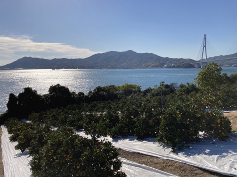 【百貨店で1400箱売れるドルチェみかん🥇】”完熟マルチ栽培”早生みかん10kg