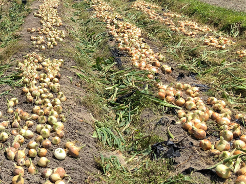 時短！甘みと旨み凝縮の「干したまねぎ」40g×8袋セット【京都丹波産・農薬不使用】