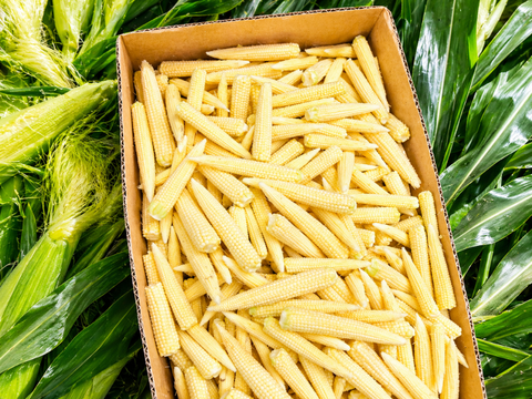 【予約販売】軽井沢で採れたての自然の甘さヤングコーン20本入