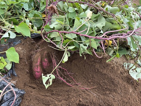 【サツマイモ】★紅はるか Mサイズ★1kg★農薬、化学肥料不使用★自然な甘み！