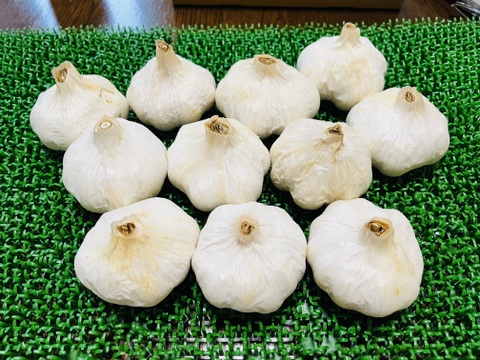ニンニク令和7年産　横浜市内産☆生産中農薬不使用品「約6㎝〜10個前後800g」メール便360円