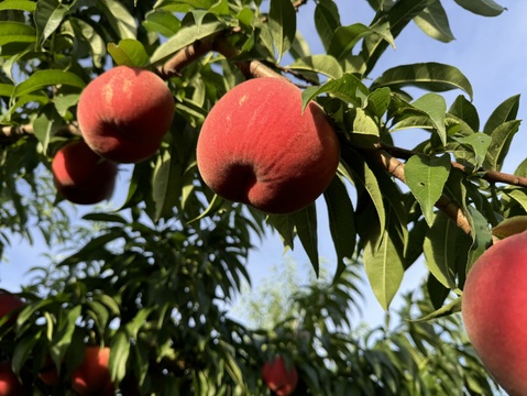 桃の概念が変わる硬さ【おどろき】訳あり品・ご家庭用 3kg